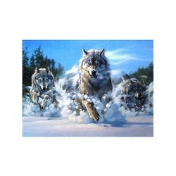 Зимняя охота волков