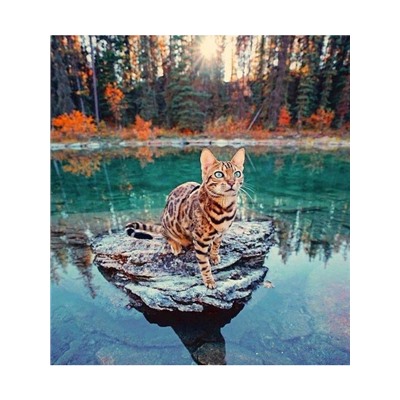 Котик на озере