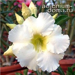 Adenium Obesum Desert Rose ARCTIC SNOW