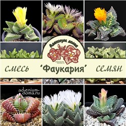 Faucaria MIXED (Фаукария)