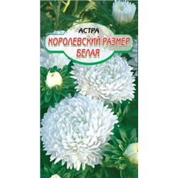 Королевский размер Белая астра 100см 0,2гр.(ссс)