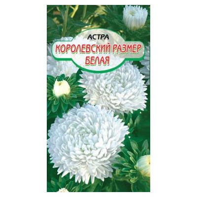 Королевский размер Белая астра 100см 0,2гр.(ссс)