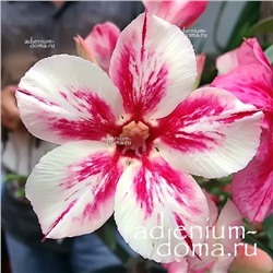 Adenium Obesum Desert Rose DUY XINH