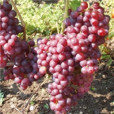 Виноград плодовый "Гелиос", 1 шт, туба, Весна 2023