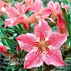 Adenium Obesum Desert Rose DANCE OF BUTTERFLY