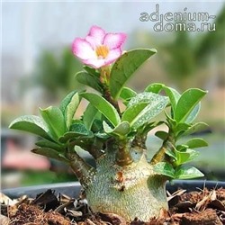 Adenium Arabicum TINY DING DONG