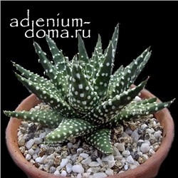 Haworthia MARGARITIFERA (PUMILA, Хавортия)