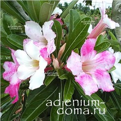 Adenium Obesum Desert Rose CHAMELEON