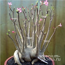 Adenium Arabicum SINGBHURI