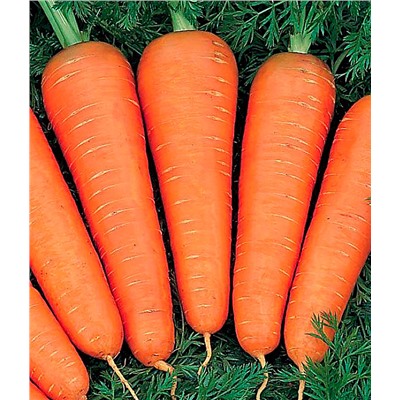 Канада F1( Бейо) (1упак/100 000шт) морковь весовые