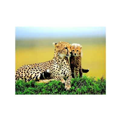 Гепард с малышом