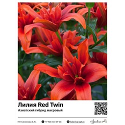 Лилия Red Twin (Азиатский махровый гибрид)