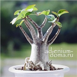 Adenium Arabicum BLACK DRAGON