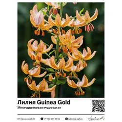 Лилия Guinea Gold (Многоцветковая кудреватая)