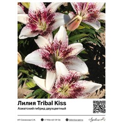 Лилия Tribal Kiss (Азиатский двухцветный гибрид)