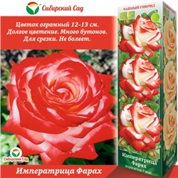 Саженец Роза Чайно-гибридная "Императрица Фарах" 1 шт, Весна 2023