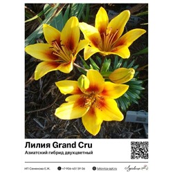 Лилия Grand Cru (Азиатский двухцветный гибрид)