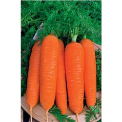 Берликум Роял морковь весовые