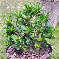 Adenium Arabicum DWARF 'RCN'