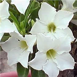 Adenium Obesum Desert Rose FRAGRANT STAR