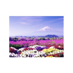 Цветущий луг у Фудзиямы