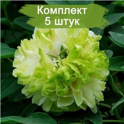 Комплект 5шт / Пион древовидный Green Jade - З