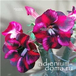 Adenium Obesum Desert Rose AN PHUC