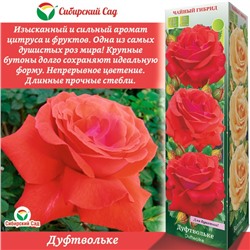 Саженец Роза Чайно-гибридная "Дуфтвольке" 1 шт, Весна 2023