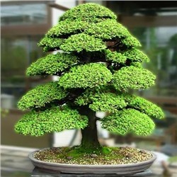 Cryptomeria JAPONICA (Криптомерия)