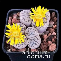 Lithops HOOKERI 'SUSANNAE' (Литопс)