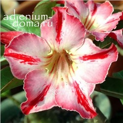 Adenium Obesum Desert Rose GLORY MEDAL