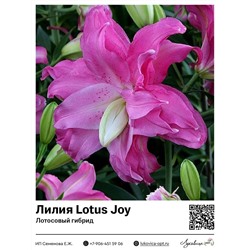 Лилия Lotus Joy (Лотосовый гибрид)