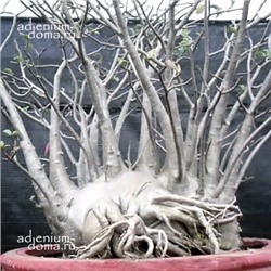 Adenium Arabicum JUMBO