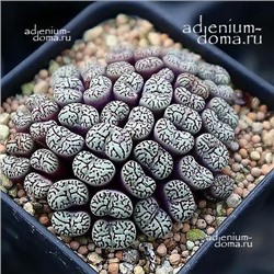 Conophytum MINIMUM 'WITTEBERGENSE' (Конофитум)