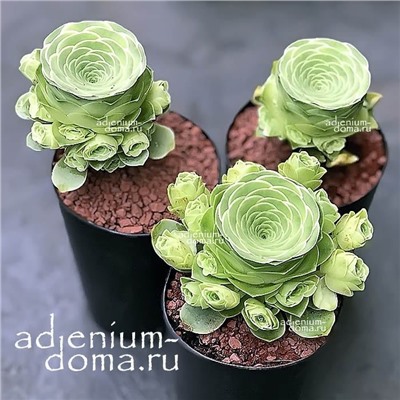 Greenovia AUREA 'TENERIFE' (Гриновия)