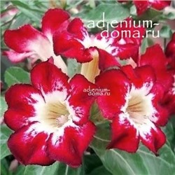 Adenium Obesum Desert Rose FLAME OF LOVE