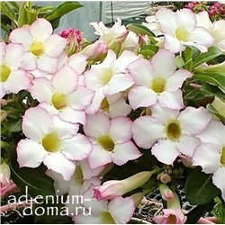 Adenium Obesum Desert Rose FOCUS