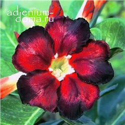 Adenium Obesum Desert Rose BLACK FIRE