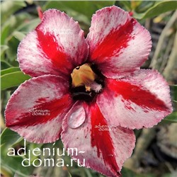 Adenium Obesum Desert Rose CAPRICORN II