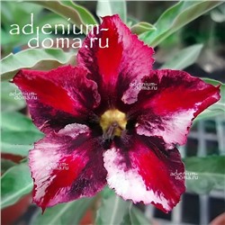 Adenium Obesum Desert Rose GALAXY HEART