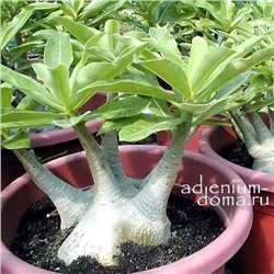 Adenium Arabicum BRAZILIAN