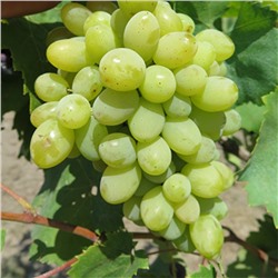 Виноград плодовый "Краса Никополя", 1 шт, туба, Весна 2023