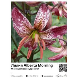 Лилия Alberta Morning (Многоцветковая кудреватая)
