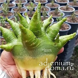 Adenium Arabicum GODJI