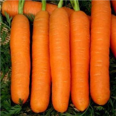 5146 Морковь Нанте 1г