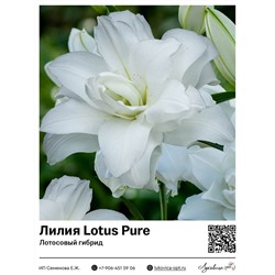 Лилия Lotus Pure (Лотосовый гибрид)