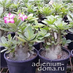 Adenium Arabicum DWARF