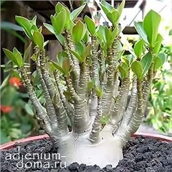 Adenium Arabicum YAK SING BURI