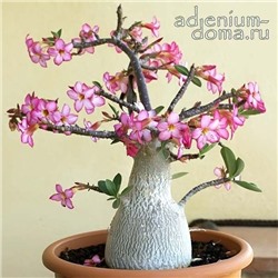 Adenium Arabicum YAK YEMEN