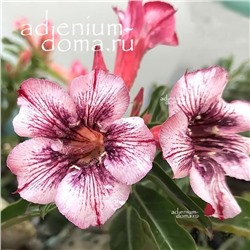 Adenium Obesum Desert Rose BARBIE BOY